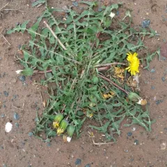 red-seeded dandelion thumbnail 2