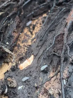Moss Springtail thumbnail 3