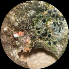 Myriolecis sambuci thumbnail 2