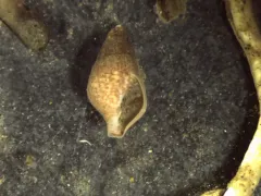 Mitrella gausapata thumbnail 2