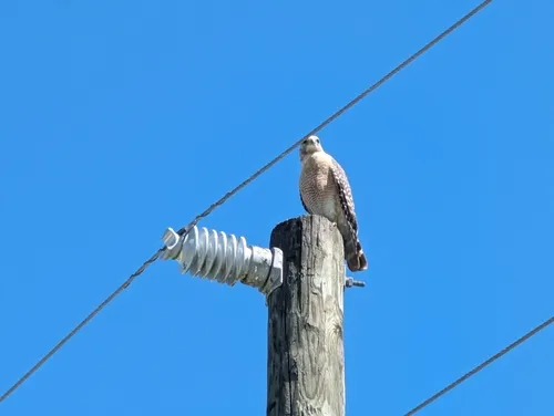 Red-shouldered Hawk