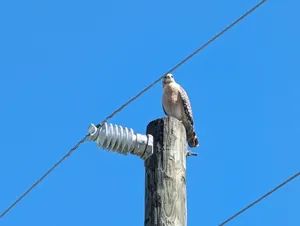 Red-shouldered Hawk thumbnail 1