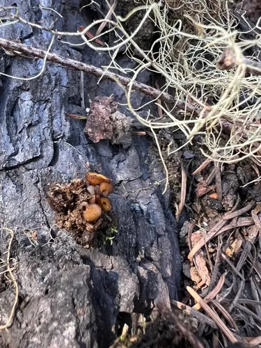 Anthracobia maurilabra