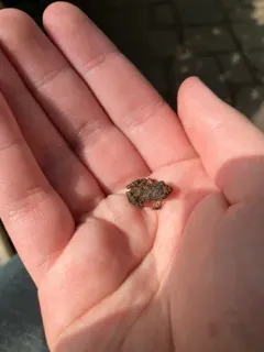 Greenhouse Frog thumbnail 3