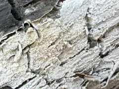 Sistotrema brinkmannii thumbnail 1