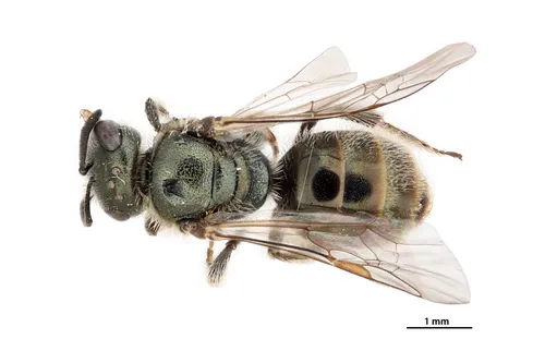 Dashwood's Sweat Bee