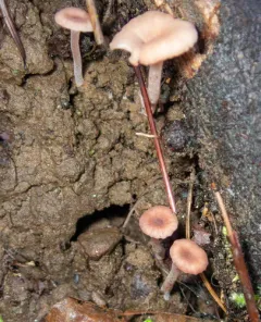 rosy navel thumbnail 4