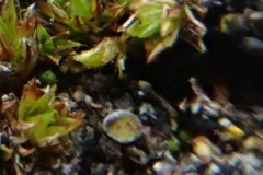 Caloplaca stillicidiorum thumbnail 3