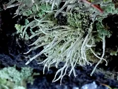 Blue-footed Pixie Lichen thumbnail 2