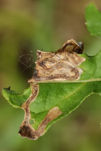 Oulema palustris