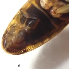 Hesperocorixa vulgaris thumbnail 3