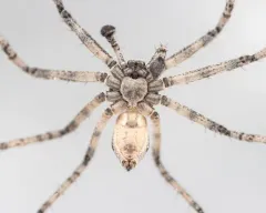 Resplendent Running Crab Spider thumbnail 2