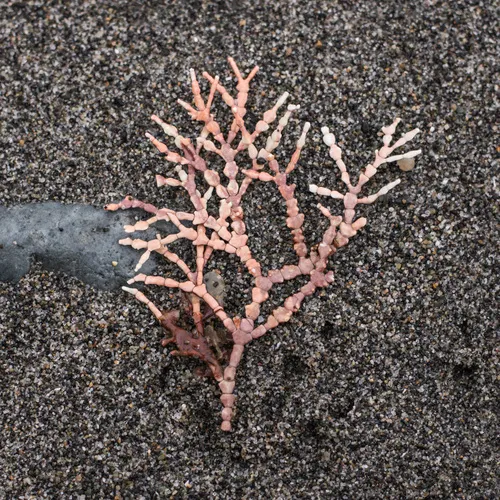 Calliarthron tuberculosum