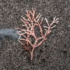 Calliarthron tuberculosum thumbnail 1