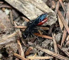 Priocnemis oregona thumbnail 3