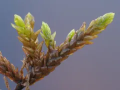 obtuseleaf scleropodium moss thumbnail 4