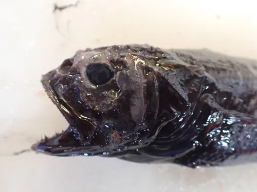 Arrowtail Cod