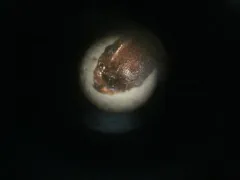 Myrmica nearctica thumbnail 2