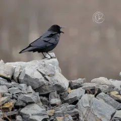 Fish Crow thumbnail 4