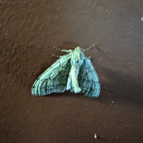 Walnut Spanworm Moth