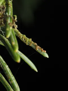 Frullania franciscana thumbnail 3