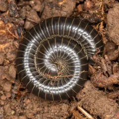 Black Round Millipede thumbnail 2