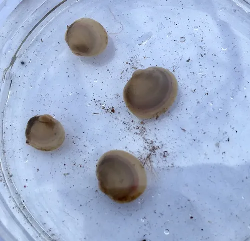 Swamp Fingernailclam