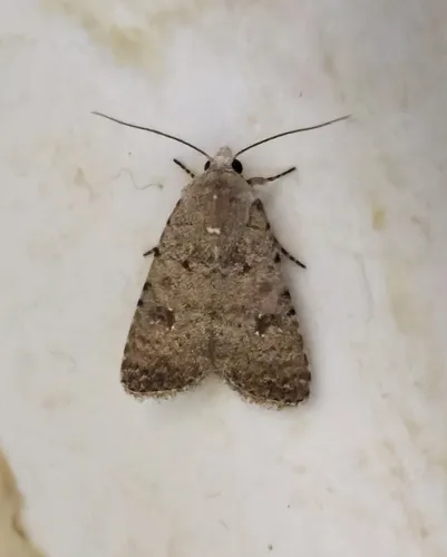 Pale Mottled Willow Moth