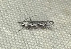 Mountain-mahogany Moth thumbnail 1