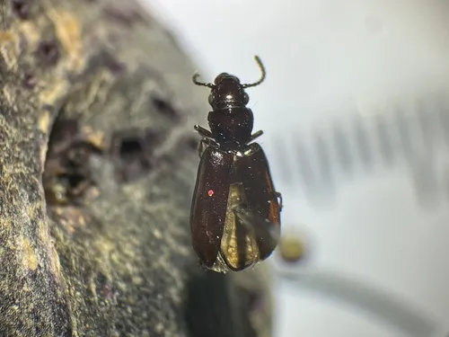 Stink Beetle