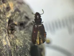 Stink Beetle thumbnail 1