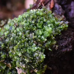 Bog Germanderwort thumbnail 3