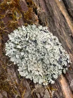 Obscure Shield Lichen thumbnail 1