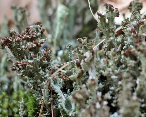 Branched Pixie-cup Lichen