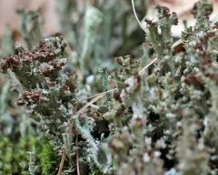 Branched Pixie-cup Lichen thumbnail 1