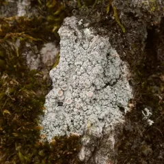Appalachian saucer thumbnail 3