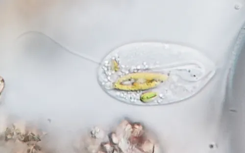 Anisonema acinus