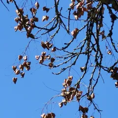 golden rain tree thumbnail 2
