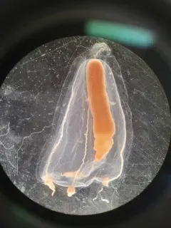 Sarsia princeps thumbnail 1