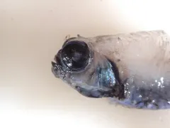 Stout Blacksmelt thumbnail 2