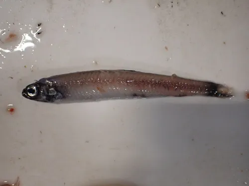 Bluethroat Pencilsmelt