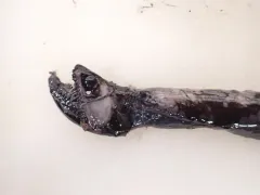 Longfin Dragonfish thumbnail 2
