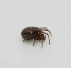 marbled cobweb spider thumbnail 1