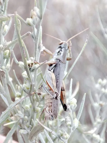 Sagebrush Grasshopper