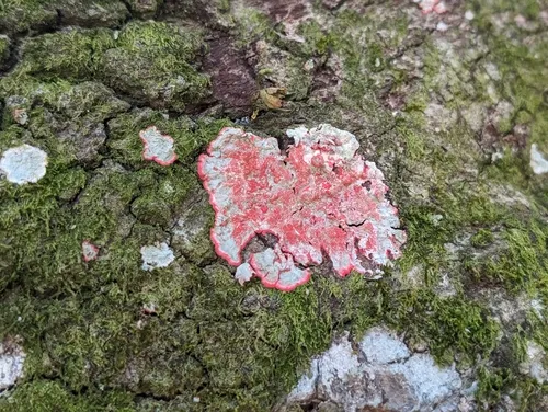 Christmas lichen