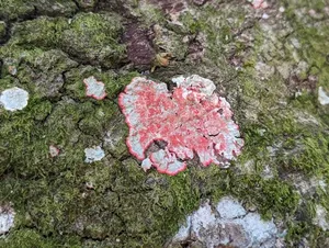 Christmas lichen