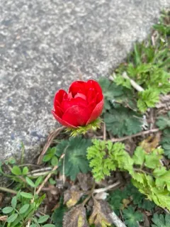 poppy anemone thumbnail 3