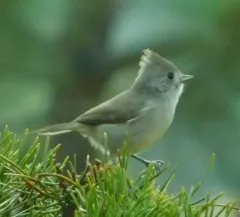 Oak Titmouse thumbnail 3