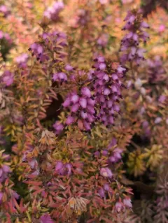 Spring Heath thumbnail 4