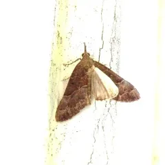 Red-footed Snout thumbnail 3